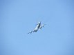 P-3C Orion